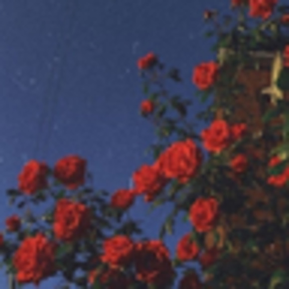 Meet your Posher, Gracie - Picture 1 of 1